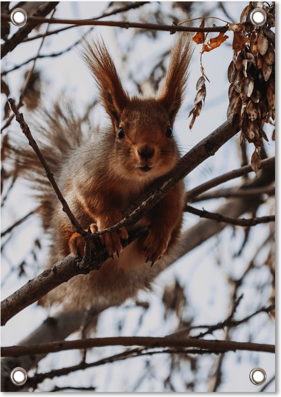 Tuinposter squirrel