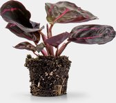 Calathea makoyana | Terrariumplant | Ø6 - 15 cm