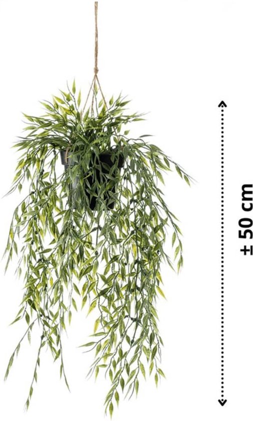 Groene hangplant met lange, slanke bladeren, ca. 50 cm lang, in een zwarte pot.