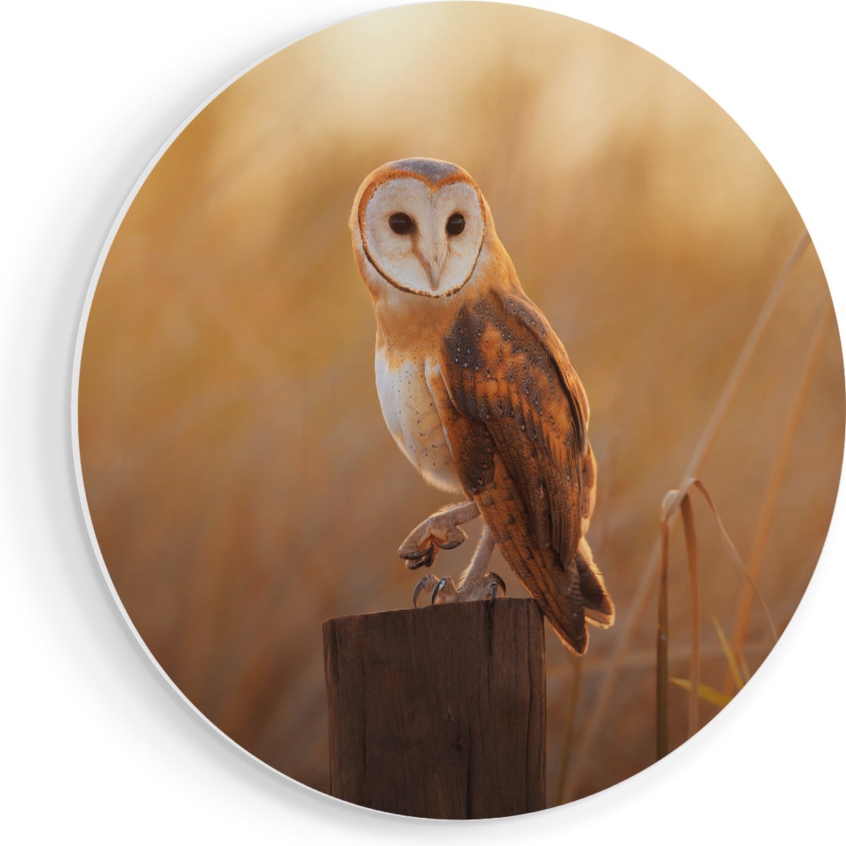 Artaza Forex Muurcirkel Kerkuil Op Een Boomstronk - 70x70 cm - Wandcirkel - Rond Schilderi