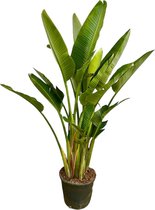 Trendyplants - Strelitzia Augusta multi stam - Paradijsvogelbloem - Kamerplant - Hoogte 215-235 cm - Potmaat Ø40cm