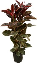 Trendyplants - Ficus Elastica Belize struik - Rubberboom - Hoogte 160-180 cm - Potmaat Ø29cm