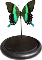 Opgezette Papilio blumei in stolp