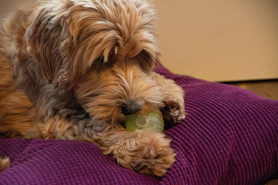 Lichtbruine hond bijt op een groene bal