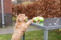 Lichtbruine hond bij een tafel met groene en witte ballen