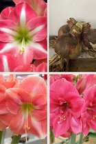 Amaryllis Collectie - The Pink Collection 3 stuks - Roze Amaryllissen maat 30/32 - amaryllis bloembol
