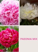Paeonia Mix 3 stuks - Pioenroos 3/5 - pioenen