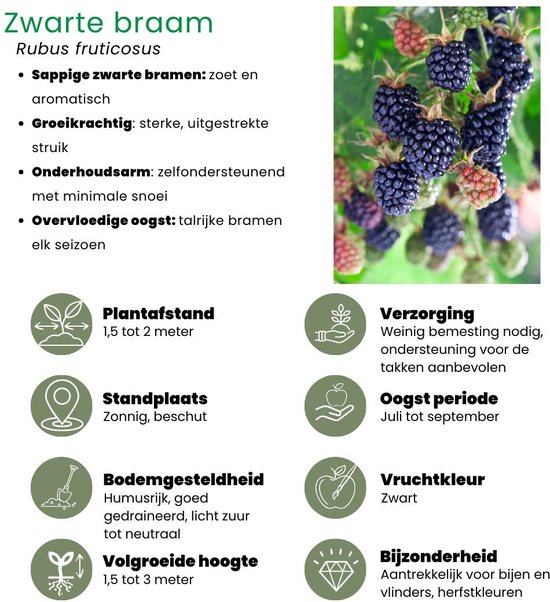 Een tros zwarte bramen aan een tak met groen blad. Sappige zwarte bramen, zoet en aromatisch.