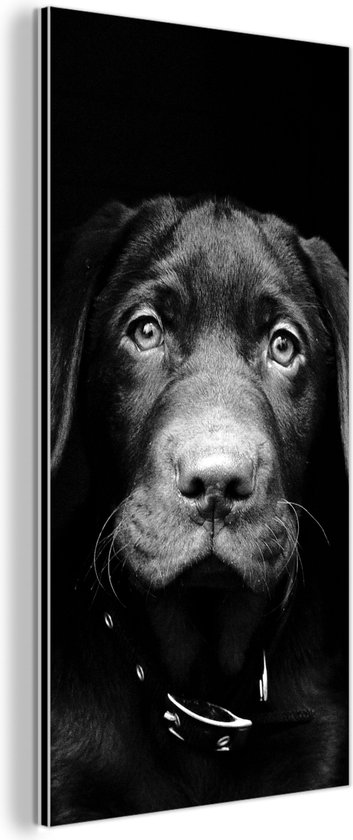 Wanddecoratie Metaal - Aluminium Schilderij - Close-up labrador puppy tegen zwarte achtergrond in zwart-wit
