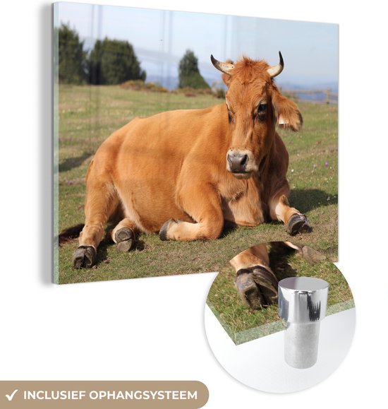 Vache au repos avec des cornes Glas 60x40 cm - Tirage photo sur Glas (décoration murale en plexiglas)