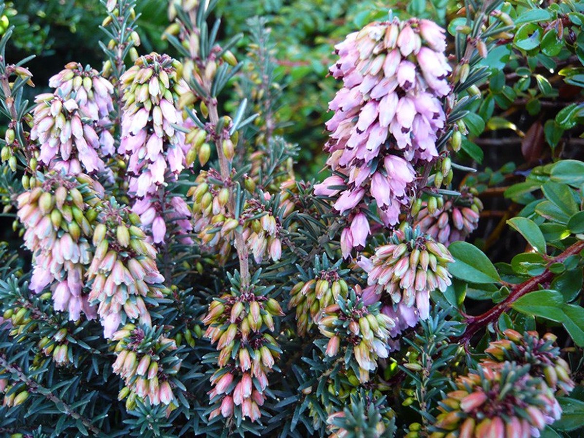 Winterheide Roze - 10 Stuks - Erica erigena 'Irish Dusk' - P9.5 - Plant - Tuinplant - Heide