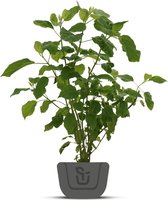 Hortensia | Hydrangea Arborescens Annabelle | Potmaat : 2 liter
