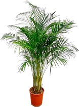 Loofboom – Japanse Esdoorn (Acer palmatum Little Princess) – Hoogte: 180 cm – van Botanicly