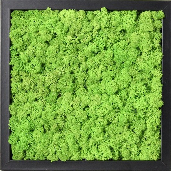 Cadre de peinture en mousse verte, mousse d'élan vert de printemps 27x27