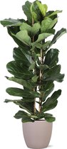 Ficus Lyrata in Boule TAUPE pot - Potmaat 27cm - Hoogte 140cm