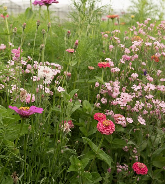 Veldbloemen zaad - Roze tinten 25 gram - 12,5 m2 - éénjarig mengsel - roze korenbloem - zinnia - gipskruid - Mix - biodiversiteit - bij- en vlindervriendelijk