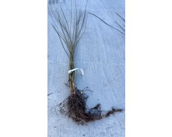 25 x Salix viminalis - Katwilg 60- 90 cm blote wortel