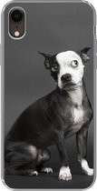 iPhone XR hoesje - Hond - Vlek - Portret - Siliconen Telefoonhoesje