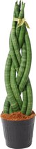 Sansevieria cylindrica 'Twist' - 40 cm - ø10,5