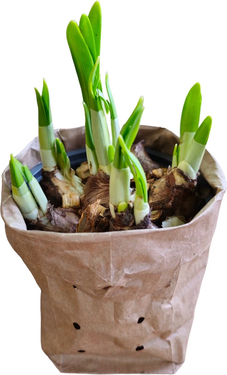 50 Bulbes De Jonquilles Mélangées - 6 Variétés, Taille 12/14 Cm, Floraison Mars à Mai, Pour Jardin Ou Pots