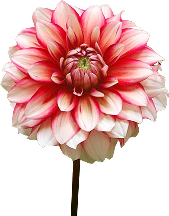 8 x Dahlia Knollen 'Larrys Love' | Bloembollen zomerbloeiers | Nederlands gekweekt | Kleurrijke Dahliabollen - The Bulb Farmers