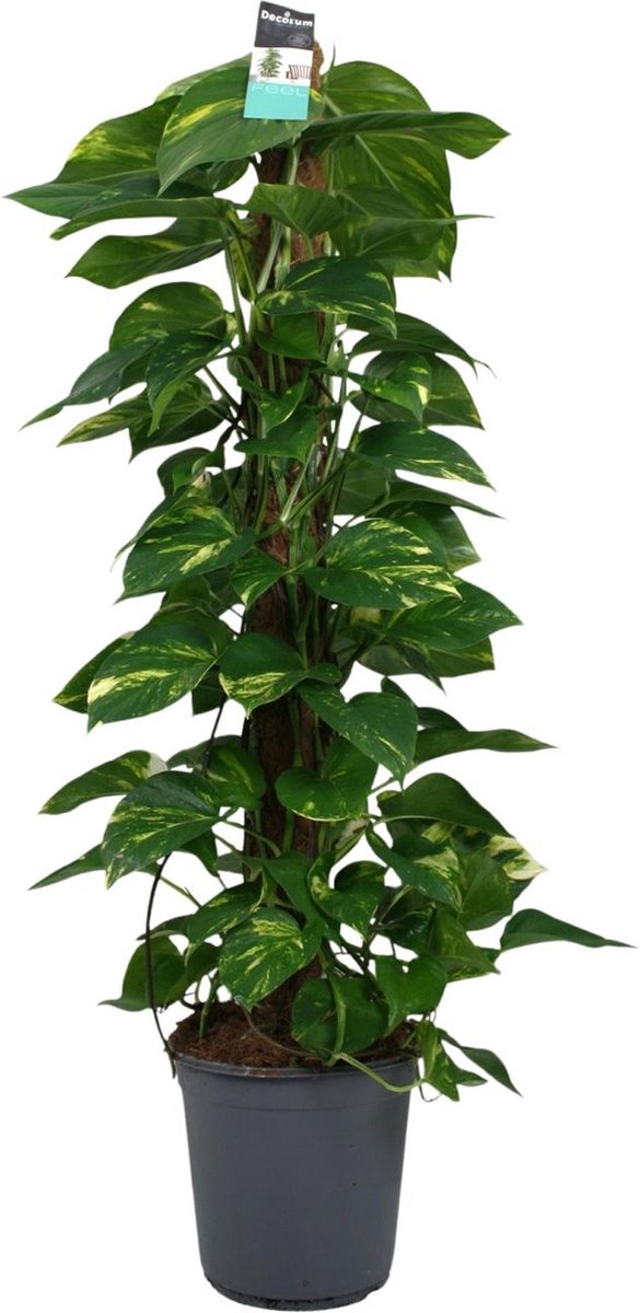 Plantenboetiek.nl | Scindapsus (Epipremnum) - Ø24cm - 110-120cm hoog - Kamerplant - Groenblijvend