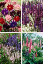 Bulbes de Brenda - Paquet de plantes vivaces abeilles et papillons couleurs mélangées - 14 pièces - 4 variétés - ancolie - lupin - véronique - salvia