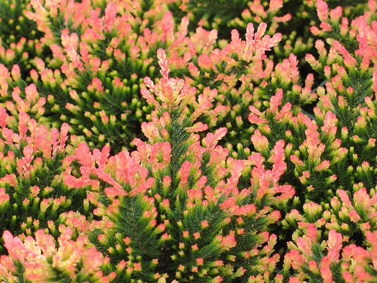 Zomerheide Paars/Rode scheutjes - 10 Stuks - Calluna vulgaris 'Spring Torch' - P9.5 - Plant - Tuinplant - Heide
