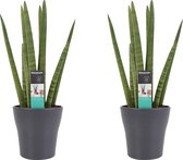 Goed & Groen - Decorum Duo Sansevieria Cylindrica met sierpot Anna grey - ↨ 35cm - Potmaat 12 - Kwaliteit Planten - Kamer Plant - Kamerplanten - Sfeer