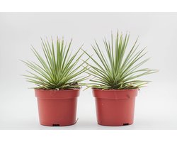 Ikhebeencactus | Agave stricta nana | dwerg agave | egeltjesplant | Prachtige succulent | Set van 2 stuks | 8,5cm