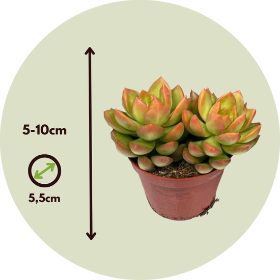 Een groene en oranje vetplant met rode randen in een bruin plastic potje, met afmetingen aangegeven.