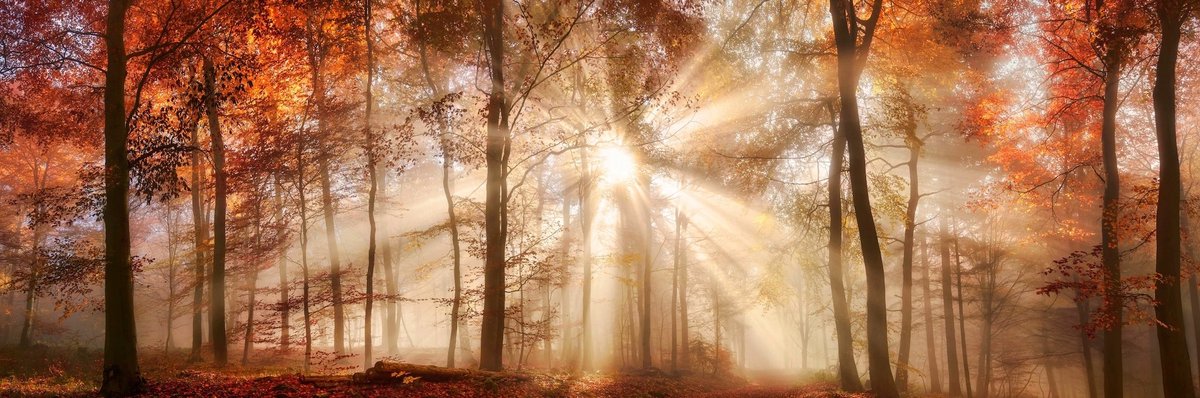 karo-art Schilderij - Zonnestralen in het bos, herfst, panorama, 2 maten Multikleur