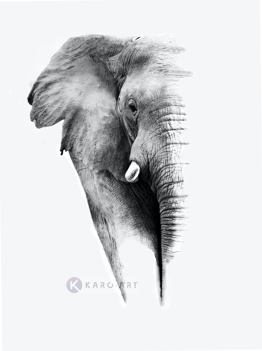 karo-art Afbeelding op acrylglas - Olifant op witte achtergrond Multikleur