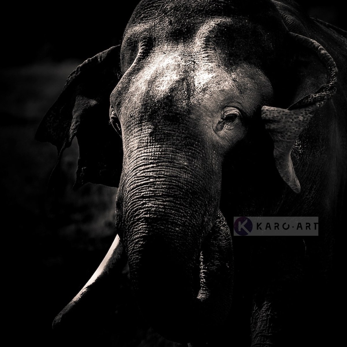 karo-art Afbeelding op acrylglas - Olifant , Zwart wit , 3 maten , Premium print Multikleur