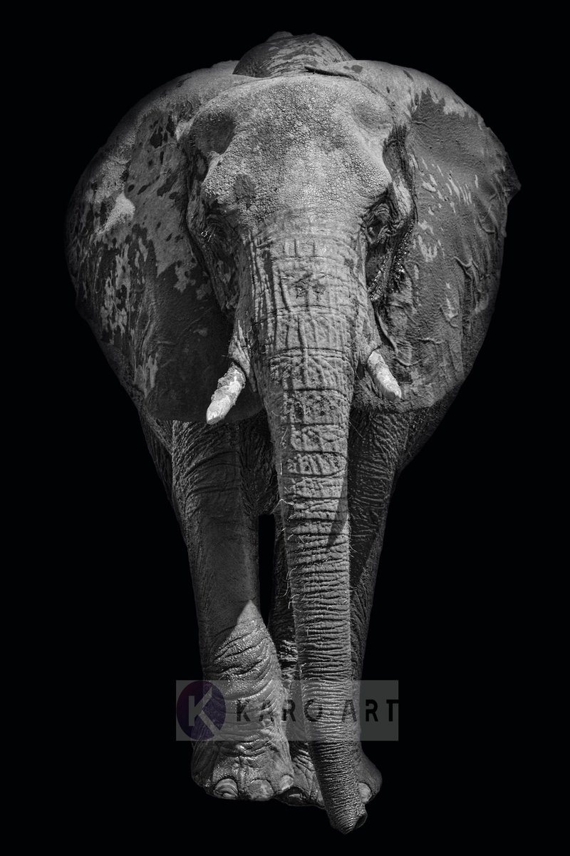 karo-art Schilderij - Afrikaanse olifant, zwart wit Multikleur