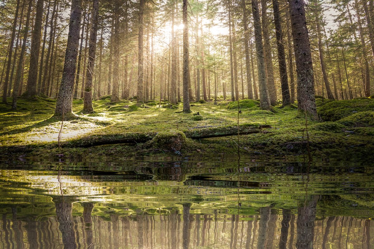 karo-art Schilderij - Vijver in het bos , 2 maten, Premium print Multikleur
