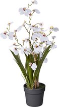 Kunstplant wilde Orchidee 2-tak wit H65cm - HTT Decorations