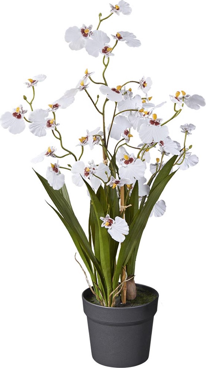 Kunstplant wilde Orchidee 2-tak wit H65cm - HTT Decorations kunstplanten