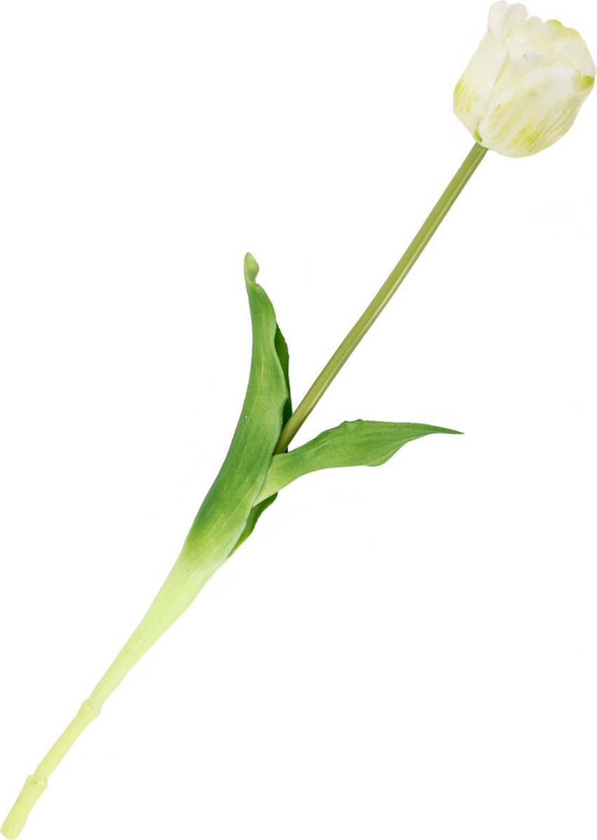 HomeBound by KY | Kunsttulp open real touch wit | kunsttulp