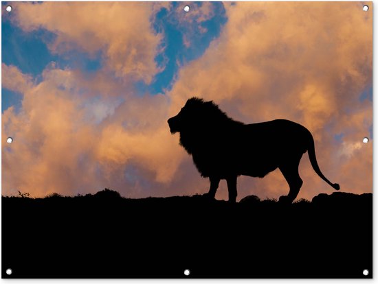 Silhouet leeuw zonsondergang Tuinposter 60x40 cm - Foto op Tuinposter (tuin decoratie)