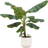Bananenplant (Musa) inclusief elho Vibes Fold Round wit - Potmaat 22cm - Hoogte 100cm