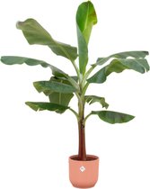 Bananenplant (Musa) inclusief elho Vibes Fold Round roze - Potmaat 22cm - Hoogte 120cm