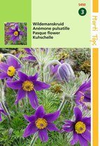 2 stuks - Hortitops - Pulsatilla Anemone Vulgaris