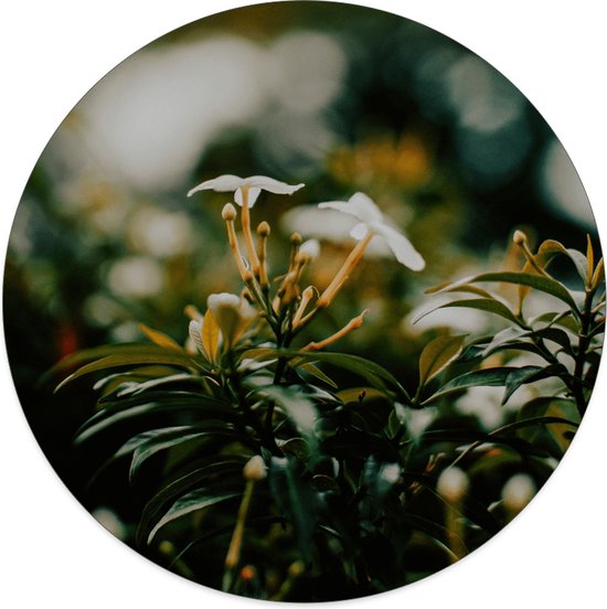 Muurcirkel whiteflower - Ø - Dibond - Aanbevolen