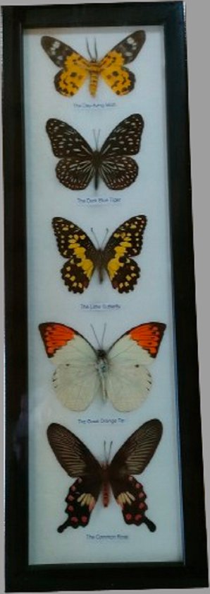 vlinder-vlinders in lijst-insect-insecten-echte vlinders
