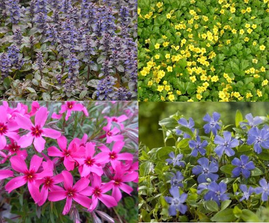Borderpakket groenblijvende bodembedekkers 12 planten (1,5m2) P9 Pot (9x9x10)