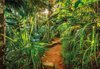 Fotobehang - Jungle Trail 368x254cm - Papierbehang