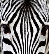 Fotobehang - Zebra 225x250cm - Vliesbehang