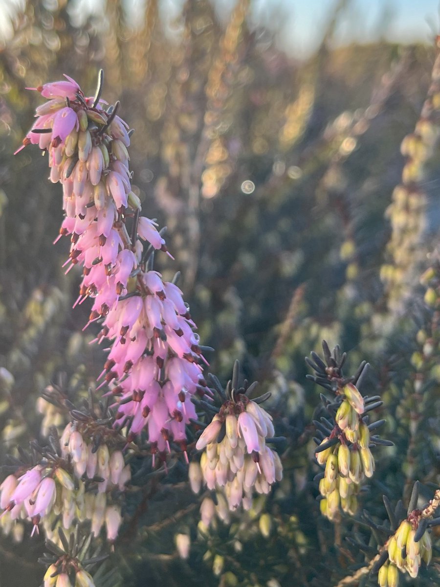 Heide Winter Roze 10 Stuks Erica carnea 'Pink Spangles' P9.5 Plant Tuinplant