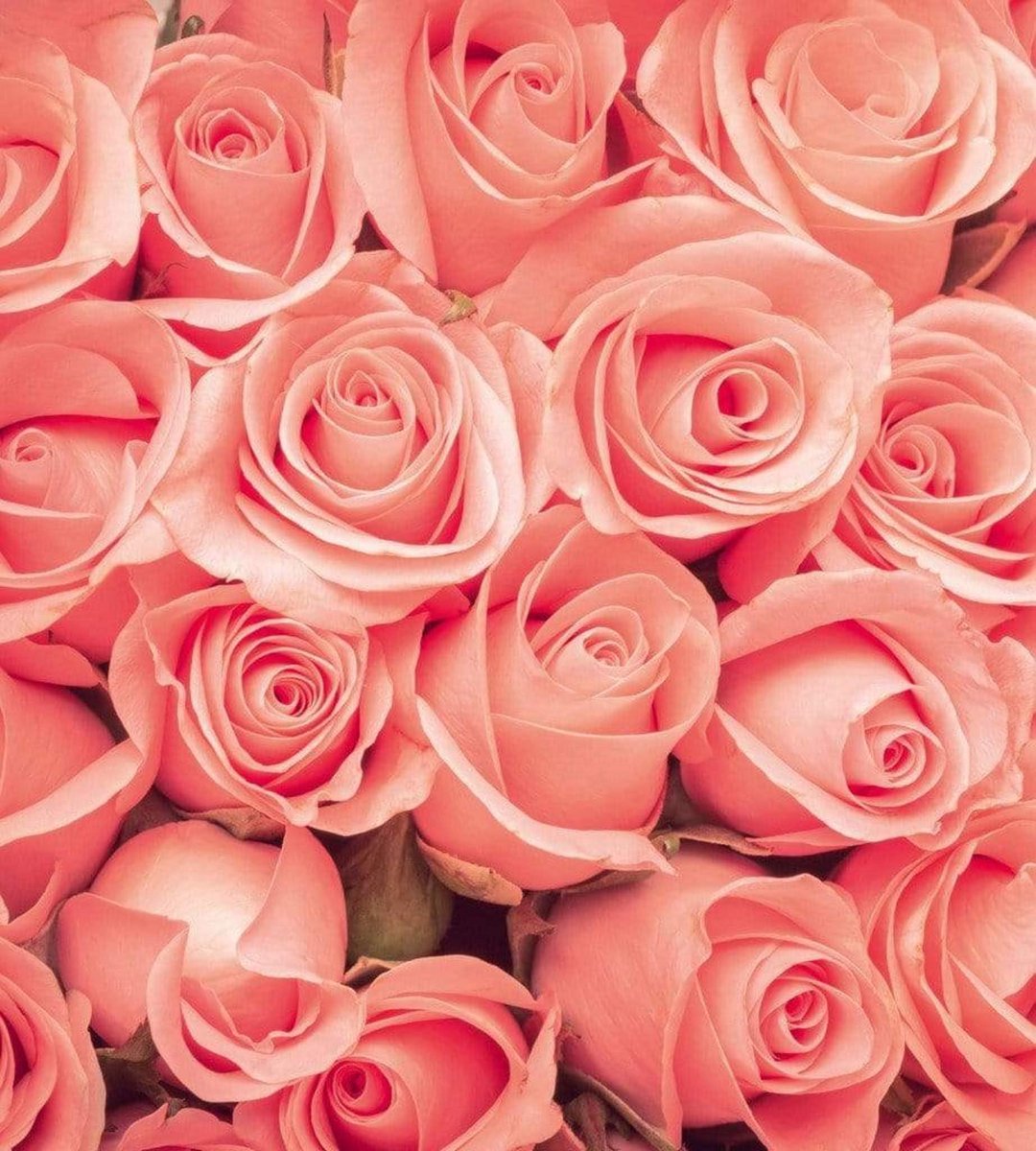 Fotobehang - Roses 225x250cm - Vliesbehang